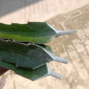 KRISHI MITRA Dragon Fruit Live (Upcoming Rooted Plant) Plant 7" to 8" inches (Hybrid, Pack of 15) (Morrakan Red Cuttings15 pic)