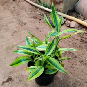 lucky Bamboo Plant( Two Plant ) With Pot + Color Stone For  Decoration