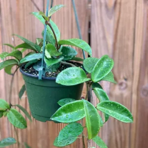 Hoya Orchid Plant with Hanger and Pot + Color Stone for Decoration