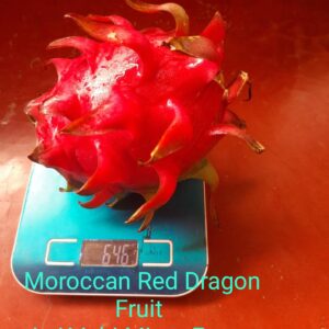 KRISHI MITRA Dragon Fruit Live Plant 7" to 8" inches (Hybrid, Pack of 3) Moraccan Red