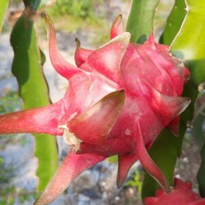 Pink Dragon Fruit Live Plant, Mother Plant, Imported Variety ( Pink Rose ) ( Pack of 3 )