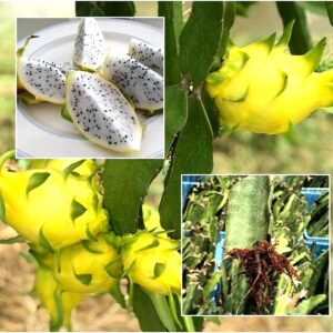 Yellow Dragon Fruit Live Plant, Mother Plant, Imported Variety (Iesrial yellow)(Pack of 3 )