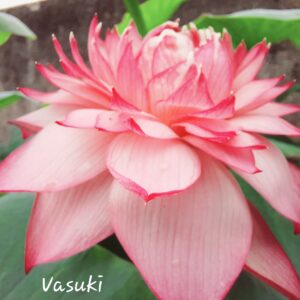 Lotus Flowers Tuber