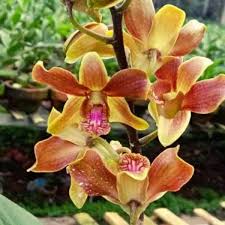 Dendrobium Burana Jade x lasianthera Orchid Plant - BS Upcoming flower( With fully ready Pot )