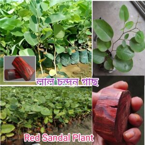 Red Sandalwood Plant { লাল চন্দন চারা }( চারটি )(Pack of 4 )
